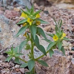 Mohavea breviflora