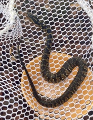 Nerodia fasciata pictiventris