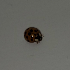 Harmonia axyridis