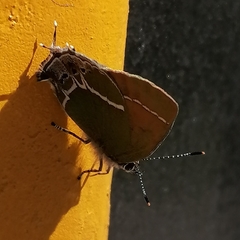 Callophrys xami xami