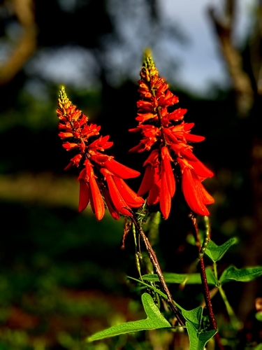 Erythrina humeana, photographed by an iNaturalist contributor