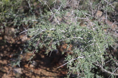 Wiborgia tenuifolia
