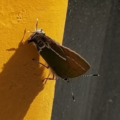 Callophrys xami xami