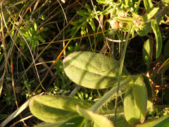 Pfaffia tuberosa