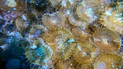 Palythoa grandiflora