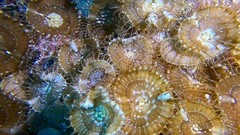 Palythoa grandiflora