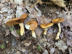 Cortinarius transiens