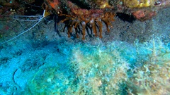 Telmatactis cricoides