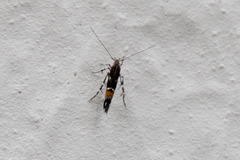 Cosmopterix