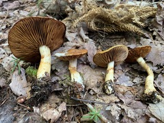 Cortinarius transiens
