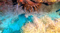 Telmatactis cricoides