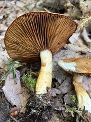 Cortinarius transiens
