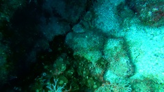 Palythoa grandiflora