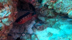 Heteropriacanthus fulgens