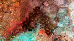 Palythoa grandiflora