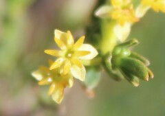Struthiola