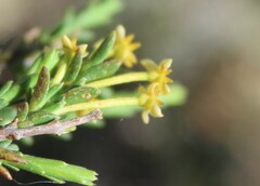 Struthiola