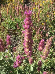 Agastache urticifolia