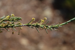 Struthiola