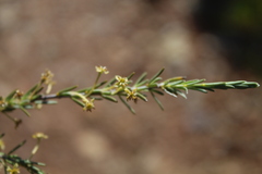 Struthiola