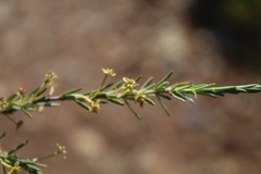 Struthiola