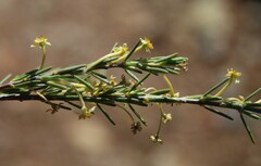 Struthiola