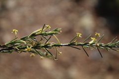Struthiola