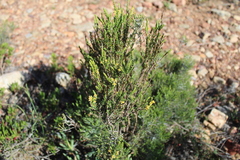 Struthiola