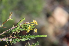 Struthiola