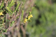 Struthiola