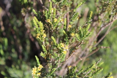 Struthiola