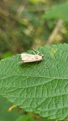 Ostrinia nubilalis