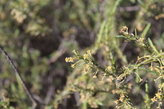 Struthiola