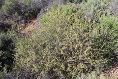 Struthiola