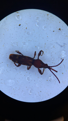 Arrhenodes minutus