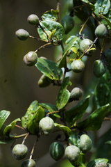 Decaloba