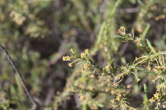 Struthiola