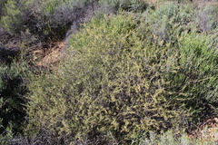 Struthiola