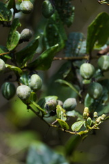 Decaloba