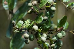 Decaloba