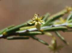 Struthiola