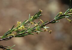 Struthiola