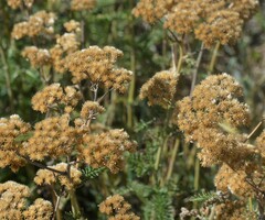 Achillea millefolium