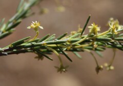 Struthiola