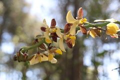 Eulophia streptopetala