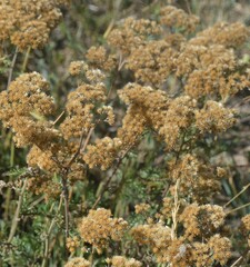 Achillea millefolium