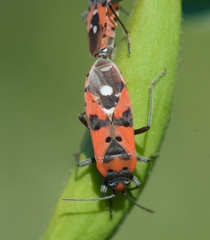 Lygaeus equestris