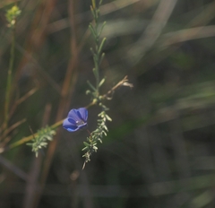 Linum squamulosum