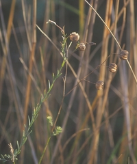 Linum squamulosum
