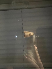 Spodoptera eridania